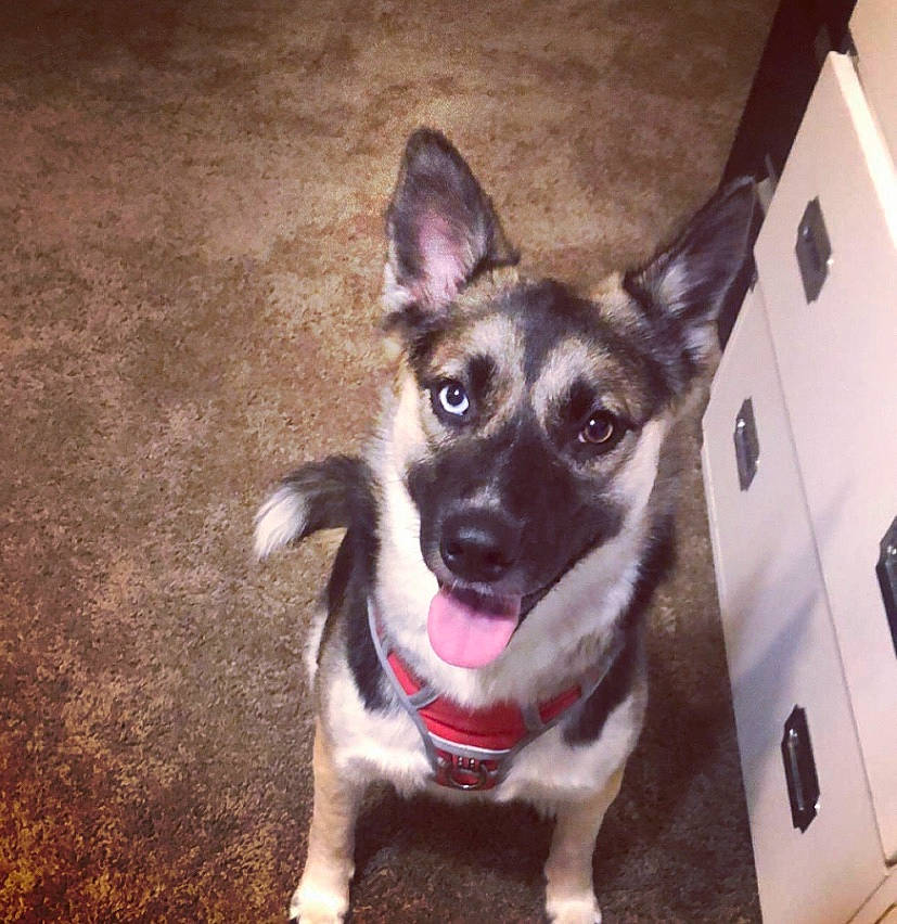 Luna is registered to the contest to win money with this photo: canidae, carnivore, dog, dog_breed, ear, eye, fawn, mammal, norwegian_elkhound, nose, puppy, rare_breed_dog, siberian_husky, snout, sporting_group, vertebrate, whiskers