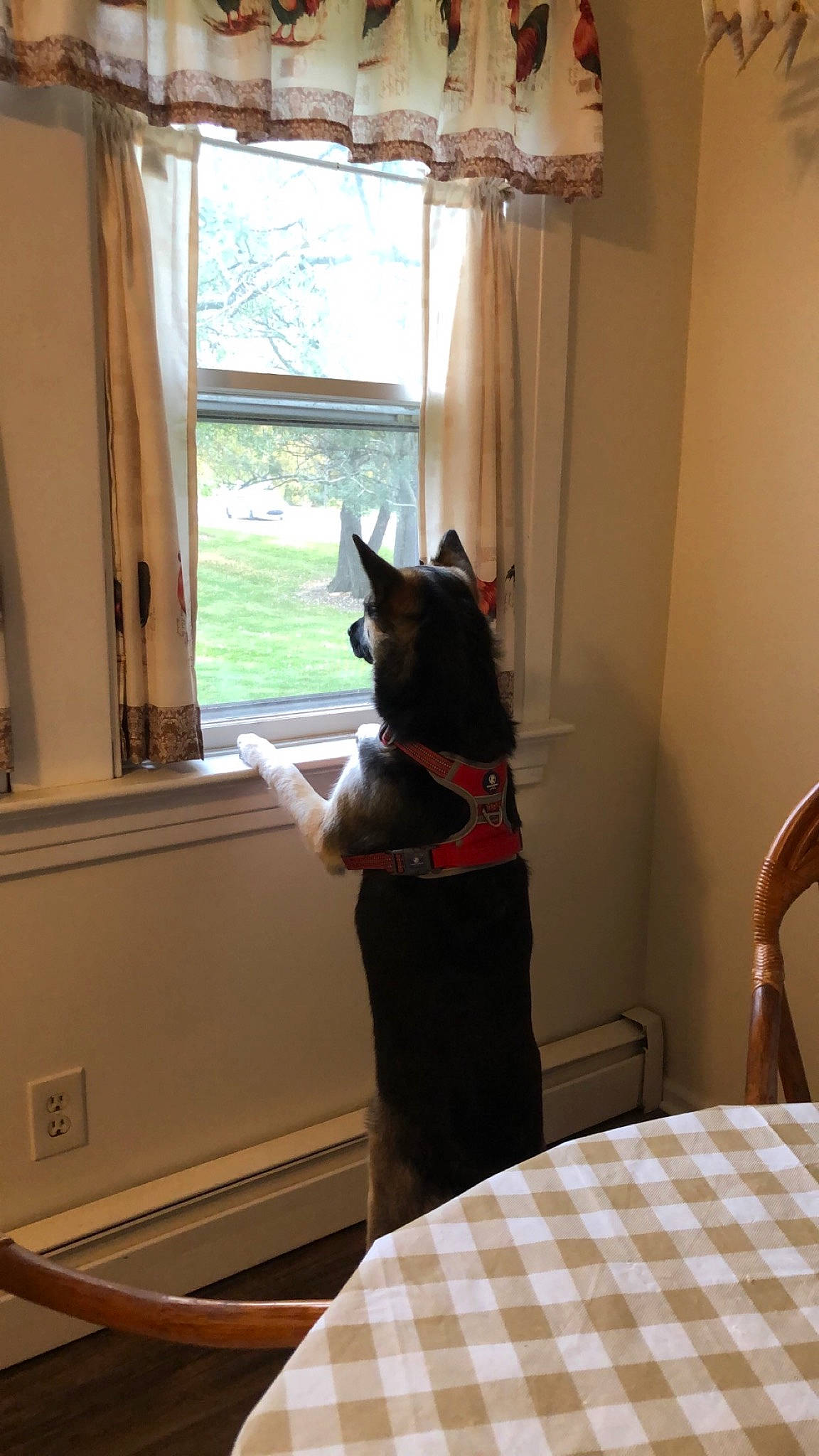 Luna is registered to the contest to win money with this photo: basenji, black_cat, canidae, carnivore, cat, curtain, floor, interior_design, room, schipperke, tail, whiskers, window, window_covering, window_treatment