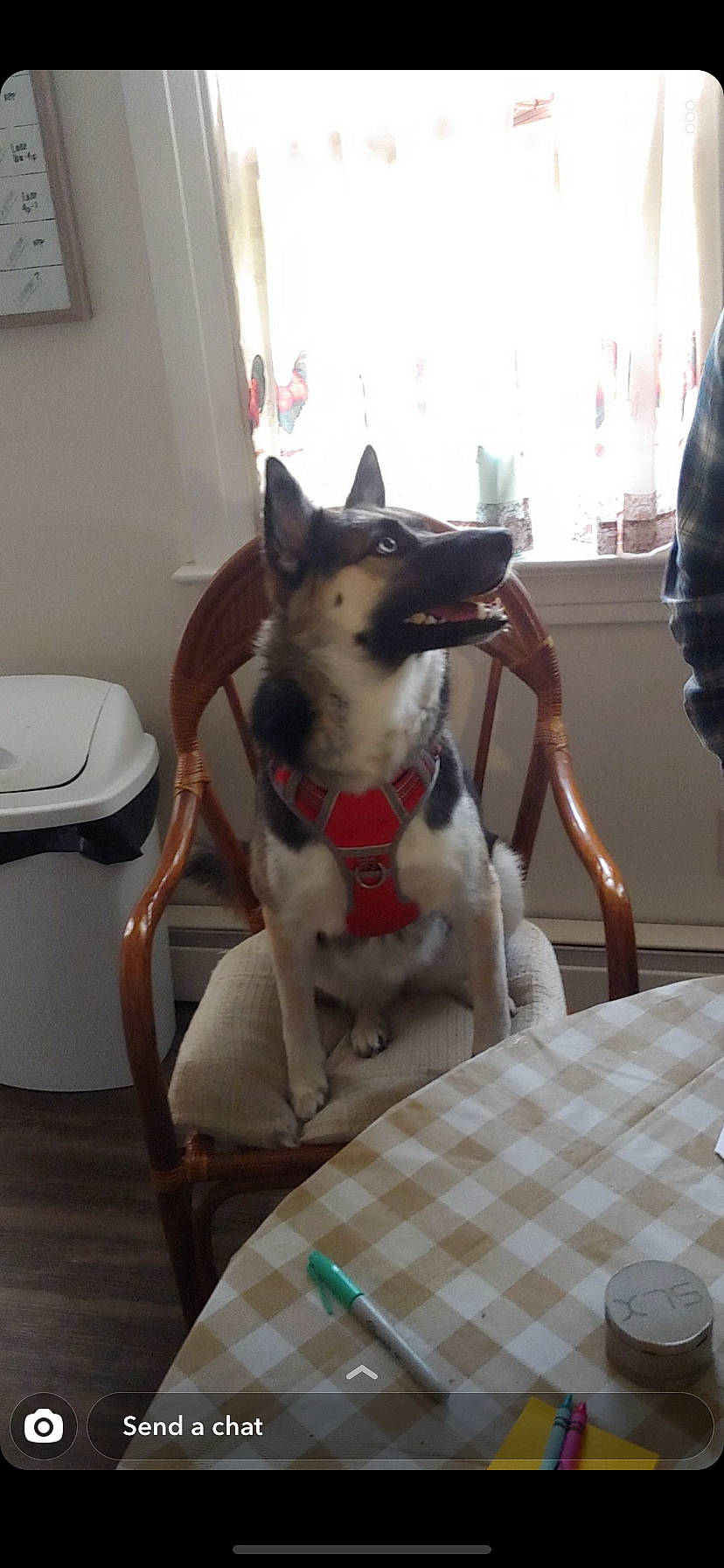 Luna joined the competition — help win amazing prizes! canidae, carnivore, dog, dog_breed, mammal, rat_terrier, siberian_husky, tail, vertebrate, wolfdog