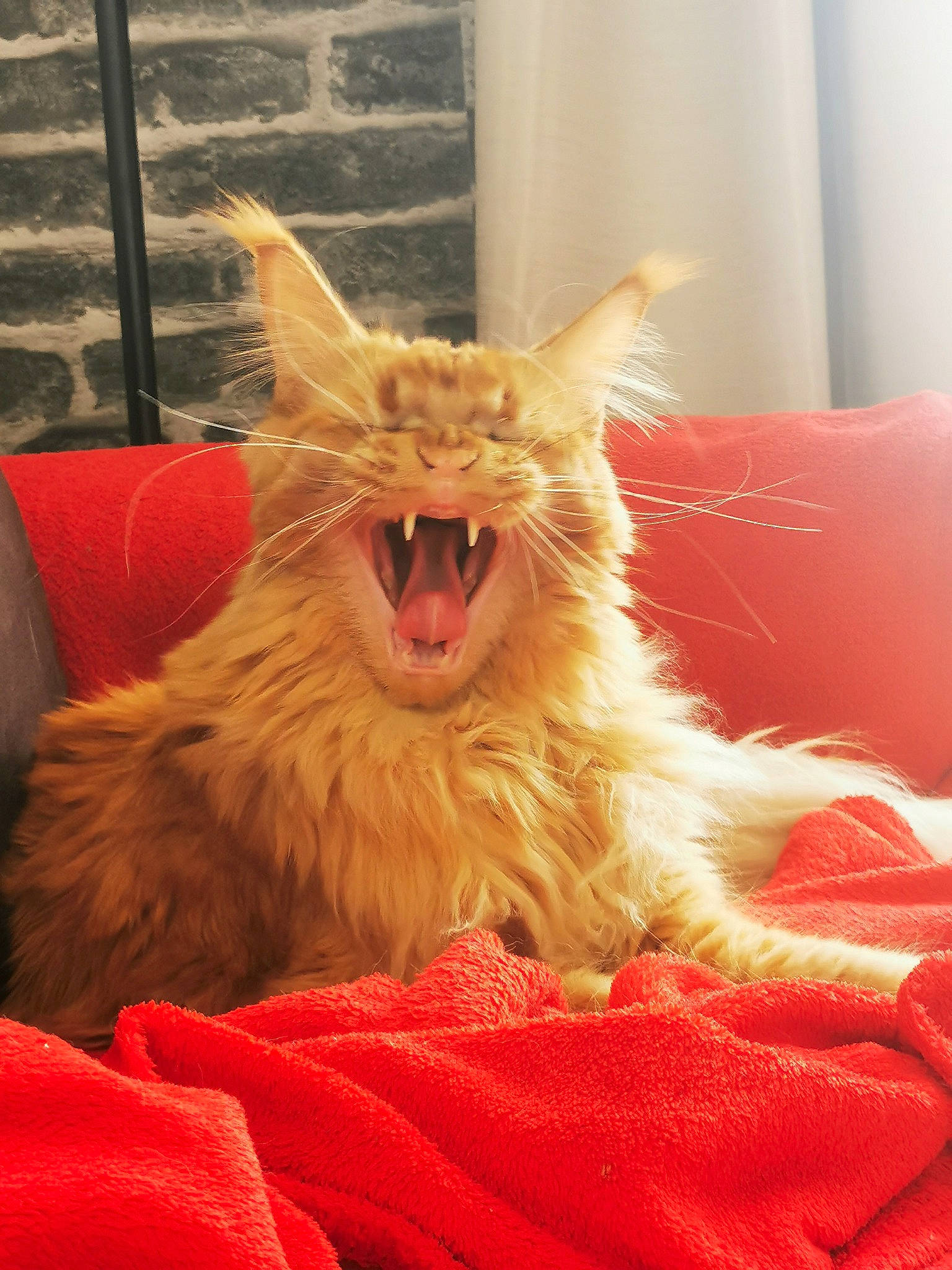Rookie participe au concours pour gagner de l'argent avec cette photo : carnivore, cat, claw, comfort, fang, fawn, felidae, fur, orange, paw, peach, selkirk_rex, shout, small_to_medium_sized_cats, snout, tail, terrestrial_animal, whiskers, window, yawn
