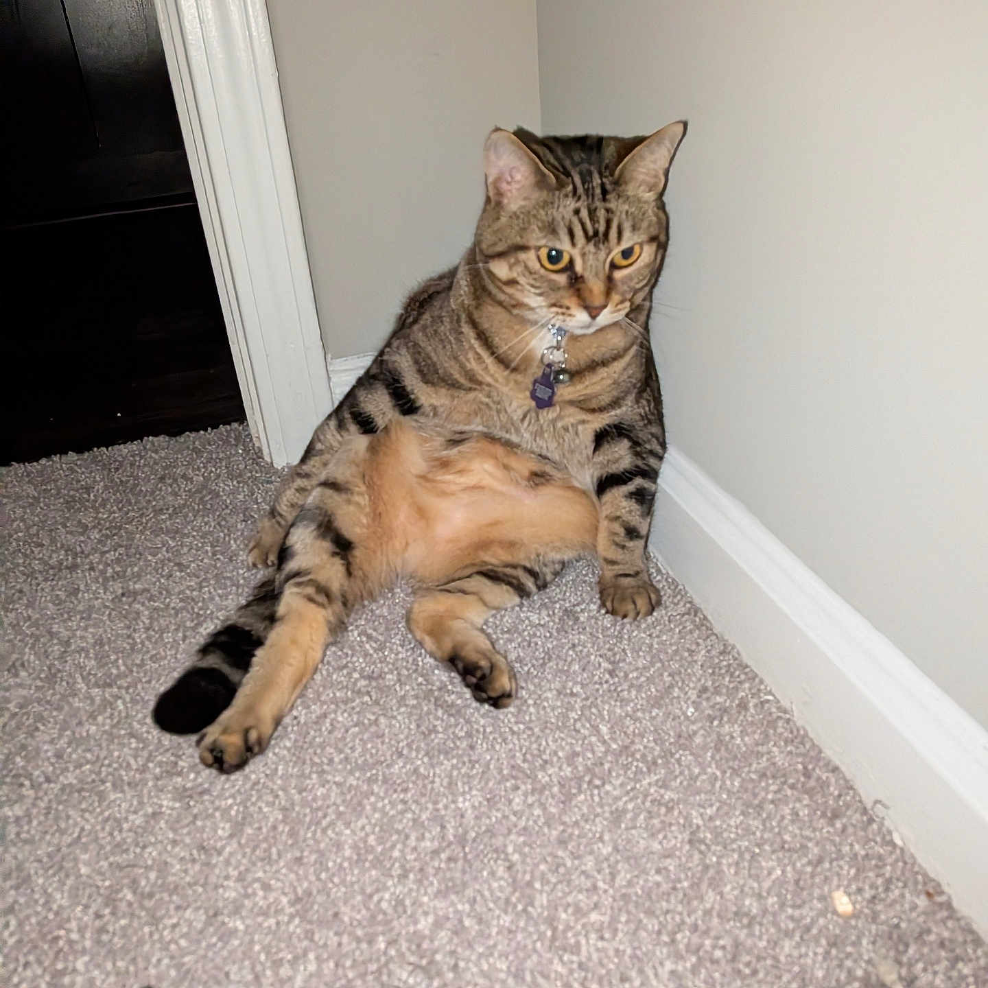 Blueberry is registered to the contest to win money with this photo: cat, tabby, feline, pet, animal, sitting, slumped, indoor, hallway, carpet, wall, doorway, collar, tag, striped, brown, orange, eyes, portrait, funny