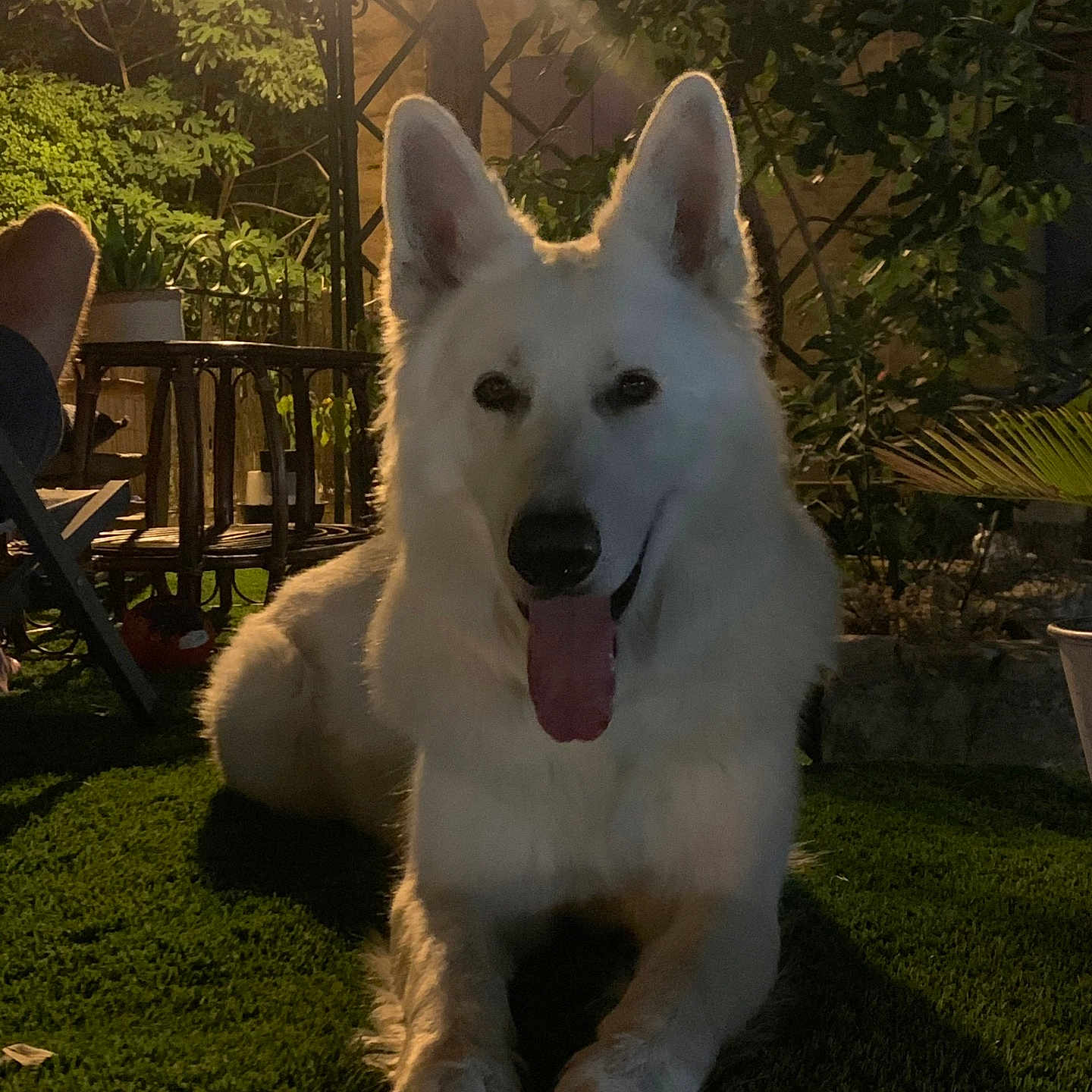 Socrate a rejoint le concours — aidez-le/la à gagner de superbes lots ! animal, architecture, backyard, building, canine, dog, eskimodog, grass, husky, nature, outdoors, pet, plant, puppy, shelter, sky, tree, vegetation, whitedog, yard