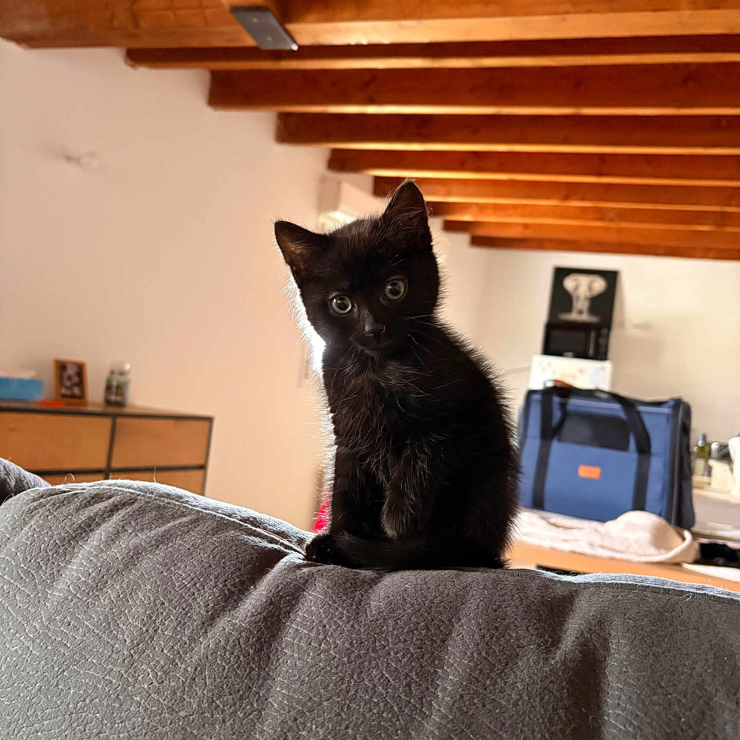 Chipie participe au concours pour gagner de l'argent avec cette photo : black_cat, kitten, indoor, couch, gray_couch, wooden_beams, ceiling, furniture, pet, animal, cute, curious, small, young, domestic_cat, house, cozy, portrait, sitting, looking