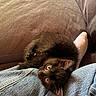 black_kitten, cat, kitten, pet, animal, feline, domestic_animal, cute, fur, couch, denim, jeans, sock, lap, indoor, resting, cozy, brown, curled_up, looking_up