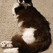 Ted is registered to the contest to win money with this photo: animal, black_and_white, carpet, cat, cozy, cute, domestic, feline, fluffy, fur, indoor, looking_back, lying_down, mammal, paw, pet, relaxed, resting, tail, whiskers