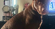Koda joined the competition — help win amazing prizes! animal, attention, bed, brown_dog, dog, ears, fur, furniture, home, indoors, light, man_on_tv, mirror, pet, portrait, quilt, shadow, sitting, television, vanity
