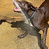 Koda is registered to the contest to win money with this photo: animal, brown_dog, canine, close_up, collar, concrete, daylight, dog, fun, hose, motion, outdoor, pet, playful, summer, sunlight, water, water_spray, wet, wooden_deck