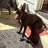 Koda is registered to the contest to win money with this photo: animal, brown_dog, collar, concrete_floor, curious_expression, daylight, dog, domestic_animal, ears, home_entrance, mat, outdoor, pet, plastic_chair, porch, resting, shadow, step, sunlight, towel