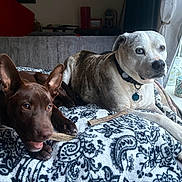 Koda joined the competition — help win amazing prizes! blanket, brown_dog, chewing, collar, couch, dog, ears, fur, heterochromia, indoor, looking_out_window, natural_light, patterned_blanket, pets, relaxing, stick, tongue, two_dogs, white_dog, window