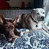 blanket, brown_dog, chewing, collar, couch, dog, ears, fur, heterochromia, indoor, looking_out_window, natural_light, patterned_blanket, pets, relaxing, stick, tongue, two_dogs, white_dog, window