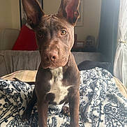 Koda is registered to the contest to win money with this photo: alert, animal, blanket, brown_dog, canine, couch, cozy, curious, dog, furniture, home, indoor, large_ears, living_room, patterned_blanket, pet, portrait, sitting, window_light, young_dog