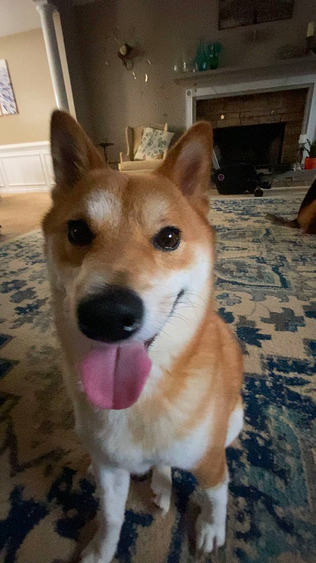 Darwin is registered to the contest to win money with this photo: canidae, carnivore, collar, companion_dog, dingo, dog, dog_breed, dog_supply, fawn, flooring, fur, herding_dog, snout, spitz, sporting_group, tail, terrestrial_animal, welsh_corgi, whiskers, working_animal