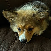 Elli Mae is registered to the contest to win money with this photo: animal, armchair, canine, chair, cockerspaniel, collie, couch, dog, eskimodog, fox, furniture, greyfox, hound, husky, kitfox, papillon, pet, puppy, terrier