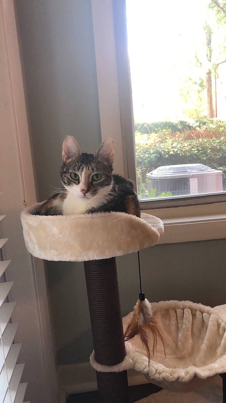 Jem is registered to the contest to win money with this photo: aegean_cat, american_shorthair, asian, carnivore, cat, domestic_short_haired_cat, european_shorthair, fawn, felidae, fur, kitten, ojos_azules, polydactyl_cat, small_to_medium_sized_cats, table, tail, turkish_van, whiskers, window