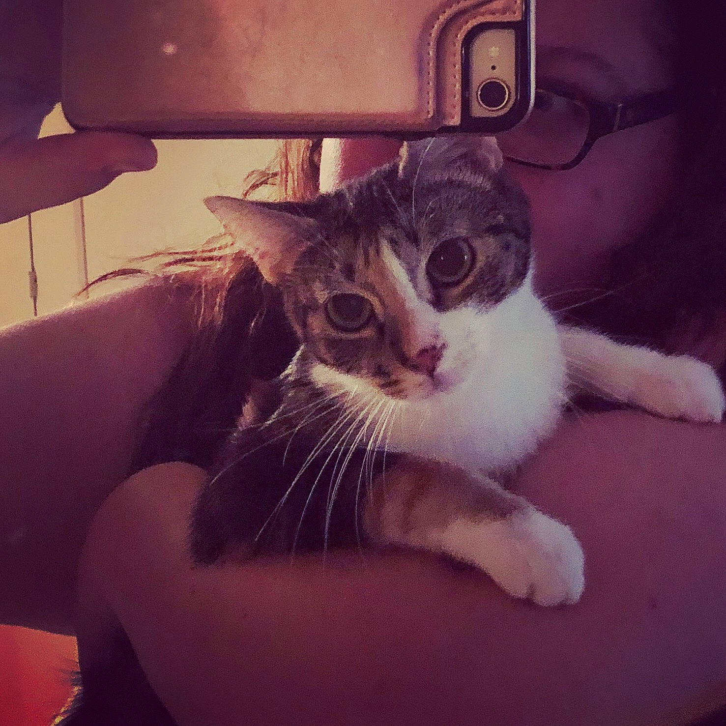 Jem is registered to the contest to win money with this photo: aegean_cat, asian, carnivore, cat, domestic_short_haired_cat, ear, european_shorthair, eye, felidae, fur, head, kitten, leg, nose, photography, polydactyl_cat, small_to_medium_sized_cats, snapshot, snout, whiskers