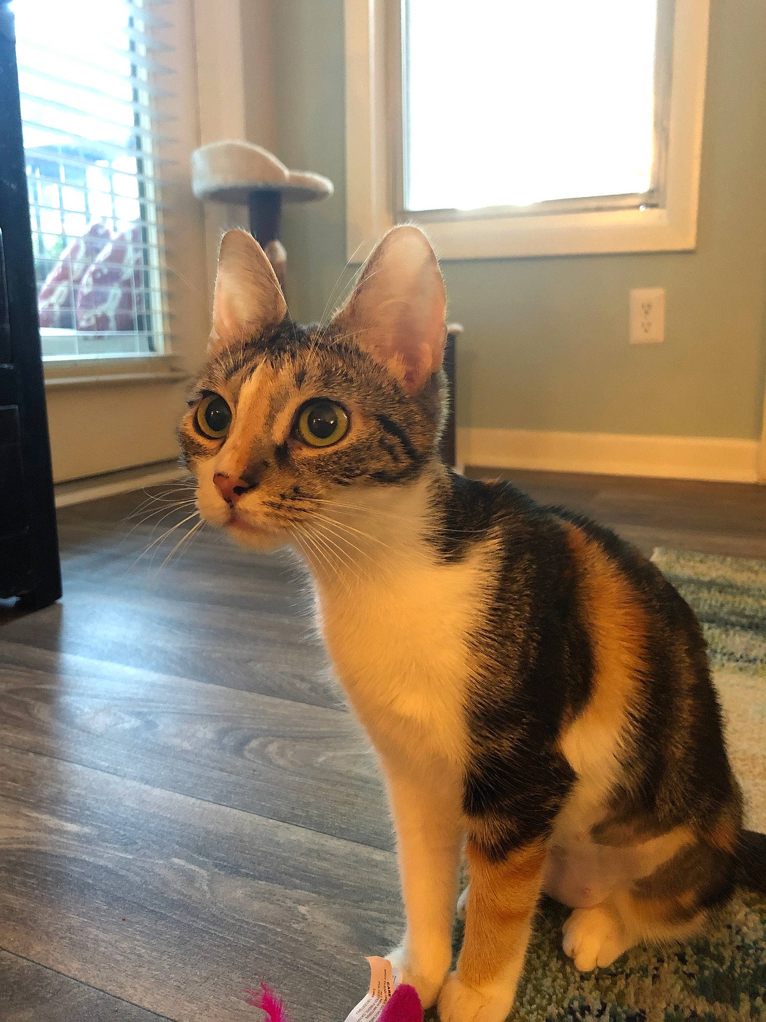Jem is registered to the contest to win money with this photo: american_wirehair, asian, carnivore, cat, domestic_short_haired_cat, european_shorthair, fawn, felidae, fur, kitten, mammal, paw, small_to_medium_sized_cats, tabby_cat, tail, whiskers