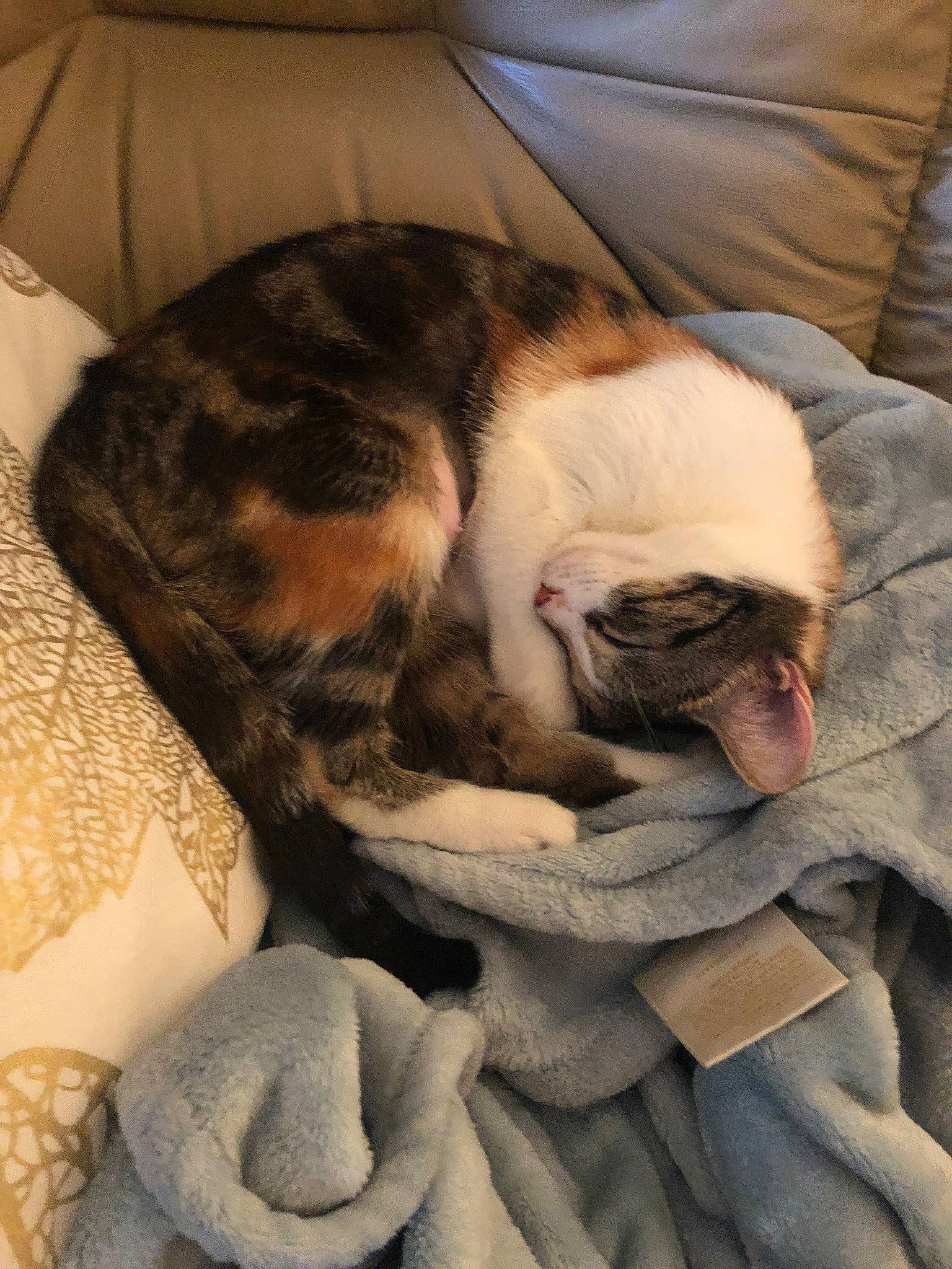 Jem is registered to the contest to win money with this photo: canidae, carnivore, cat, comfort, companion_dog, dog_breed, ear, fawn, felidae, fur, nap, paw, puppy, puppy_love, skin, sleep, snout, textile, whiskers