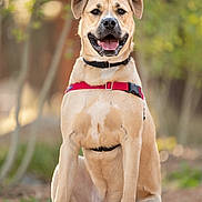 Ziggy is registered to the contest to win money with this photo: dog, canine, pet, outdoor, nature, happy, sitting, red_harness, tongue_out, ears_up, smiling, animal, friendly, sunlight, blurred_background, fur, mammal, portrait, cute, companion