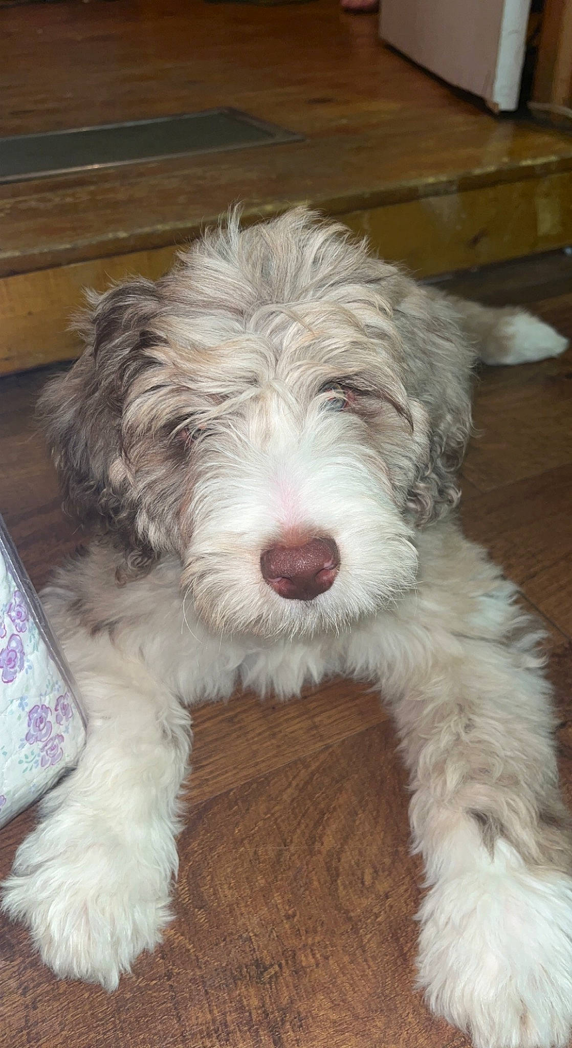 Benjamin is registered to the contest to win money with this photo: canidae, carnivore, companion_dog, dog, dog_breed, fur, hardwood, snout, sporting_group, terrier, water_dog, wood, working_animal