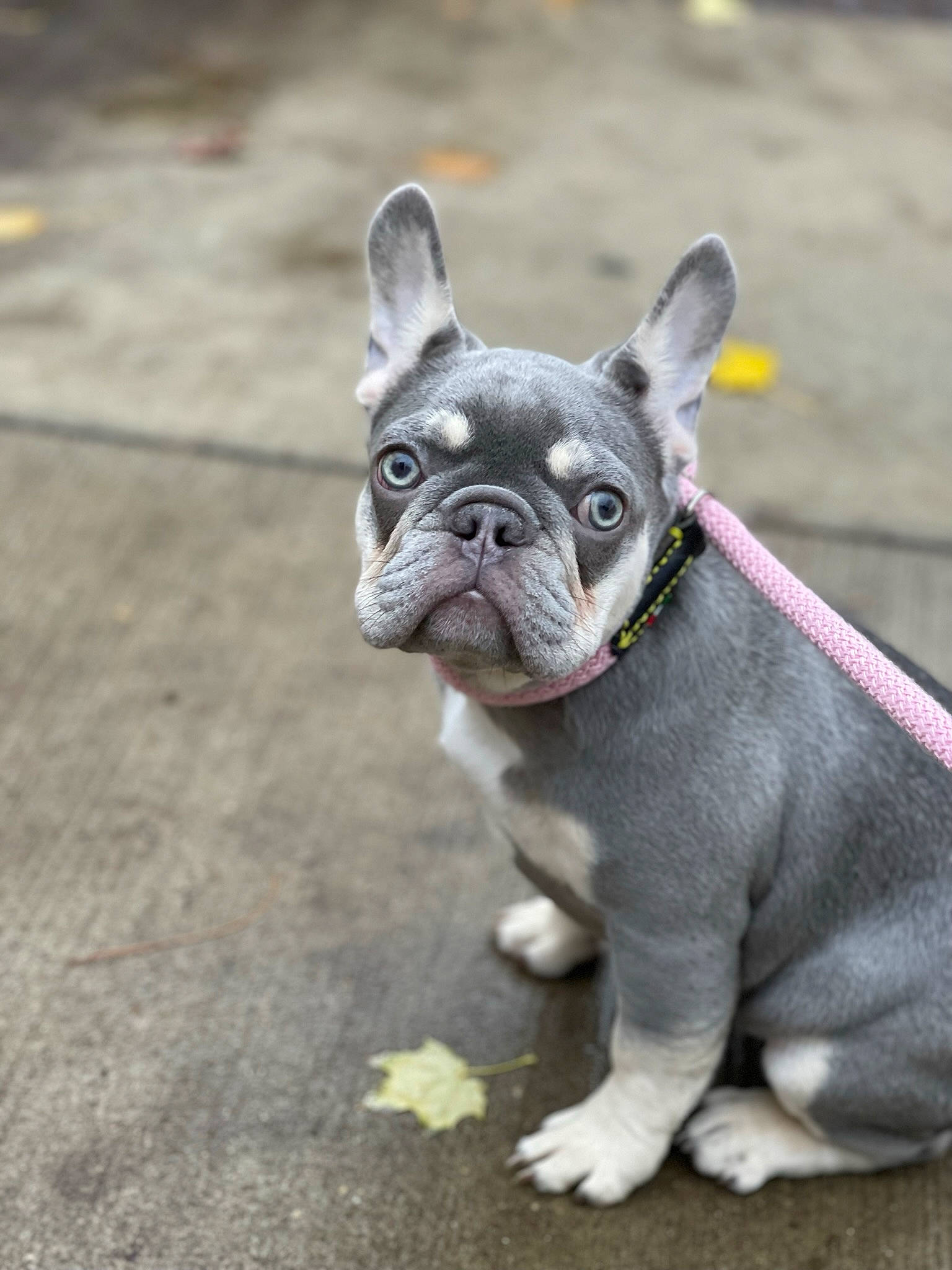 Nova is registered to the contest to win money with this photo: bulldog, canidae, carnivore, collar, companion_dog, dog, dog_breed, dog_collar, ear, eye, fawn, french_bulldog, grass, snout, sporting_group, terrestrial_animal, toy_dog, whiskers, working_animal, wrinkle