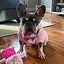 bandana, cabinet, close_up, cute, dog, ears, floor, french_bulldog, hardwood_floor, indoors, living_room, pet, pink_sweater, plant, plush_toy, portrait, rug, sofa, toy, window