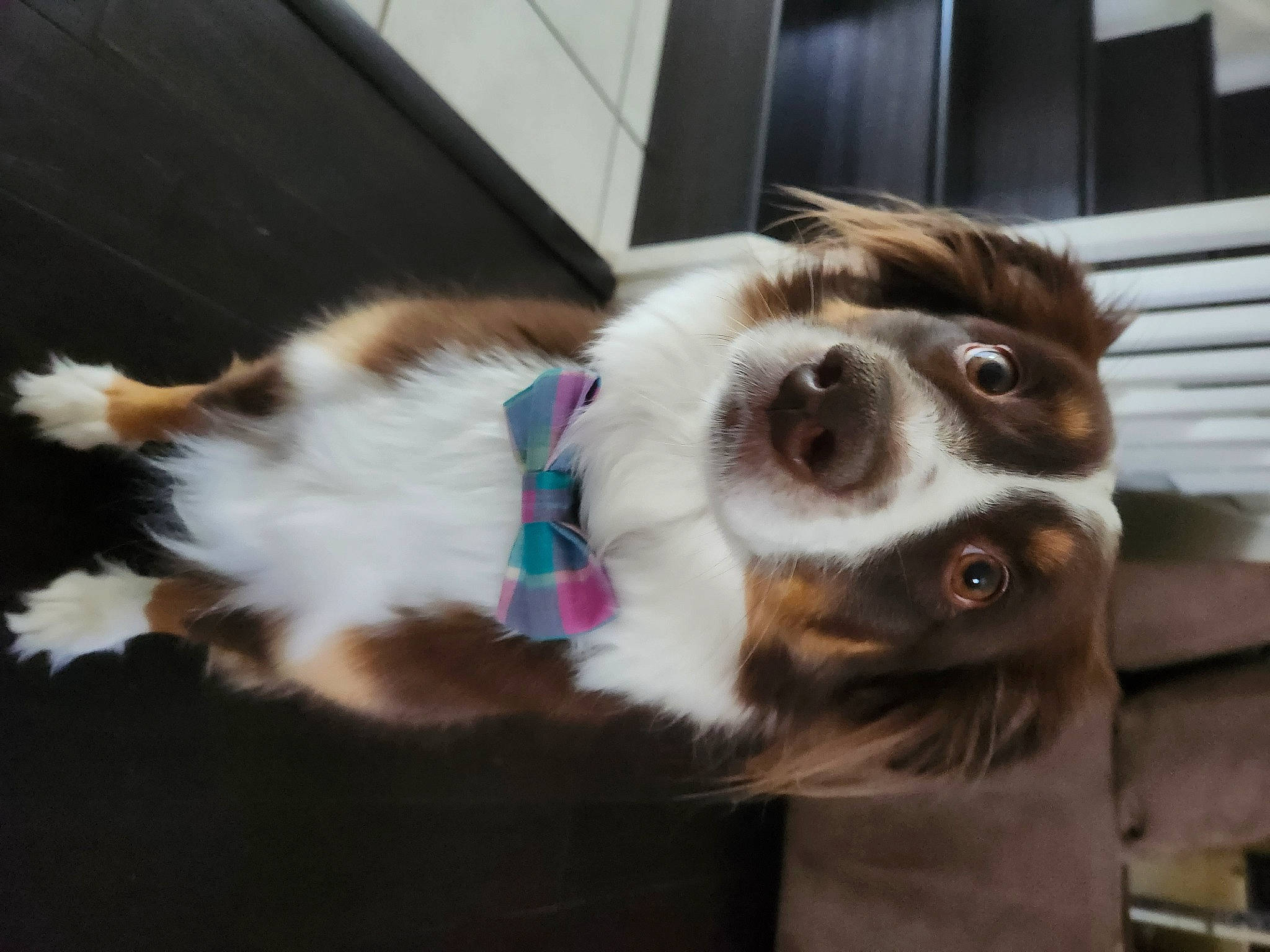 Bauer is registered to the contest to win money with this photo: canidae, carnivore, collar, companion_dog, dog, dog_breed, dog_collar, dog_supply, fur, herding_dog, leash, pet_supply, scent_hound, scotch_collie, snout, sporting_group, tail, whiskers, working_animal, working_dog