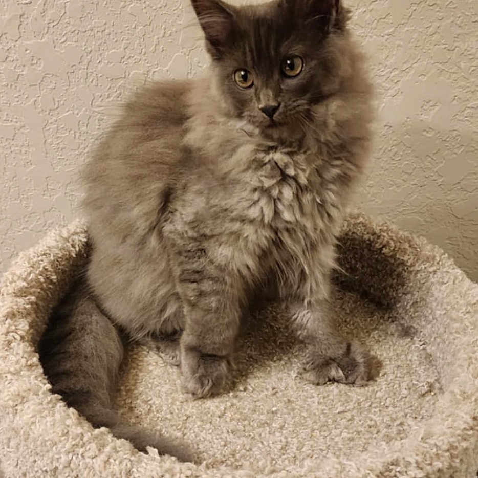 Clover Rayne joined the competition — help win amazing prizes! abyssinian, angora, animal, canine, cat, dog, homedecor, kitten, manx, pet, siamese