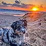 Pepita a rejoint le concours — aidez-le/la à gagner de superbes lots ! puppy, dog, beach, sand, sunset, ocean, waves, rocks, outdoor, sky, clouds, nature, animal, fur, blue_eyes, relaxing, cute, pet, landscape, sun