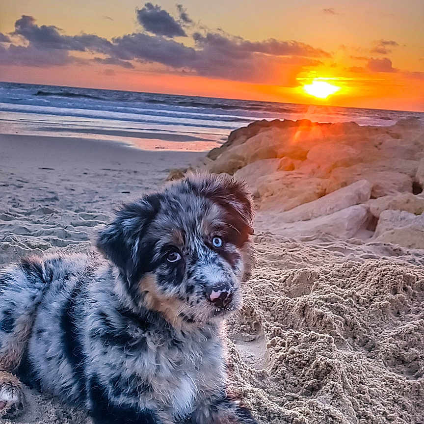 Pepita a rejoint le concours — aidez-le/la à gagner de superbes lots ! animal, beach, blue_eyes, clouds, cute, dog, fur, landscape, nature, ocean, outdoor, pet, puppy, relaxing, rocks, sand, sky, sun, sunset, waves