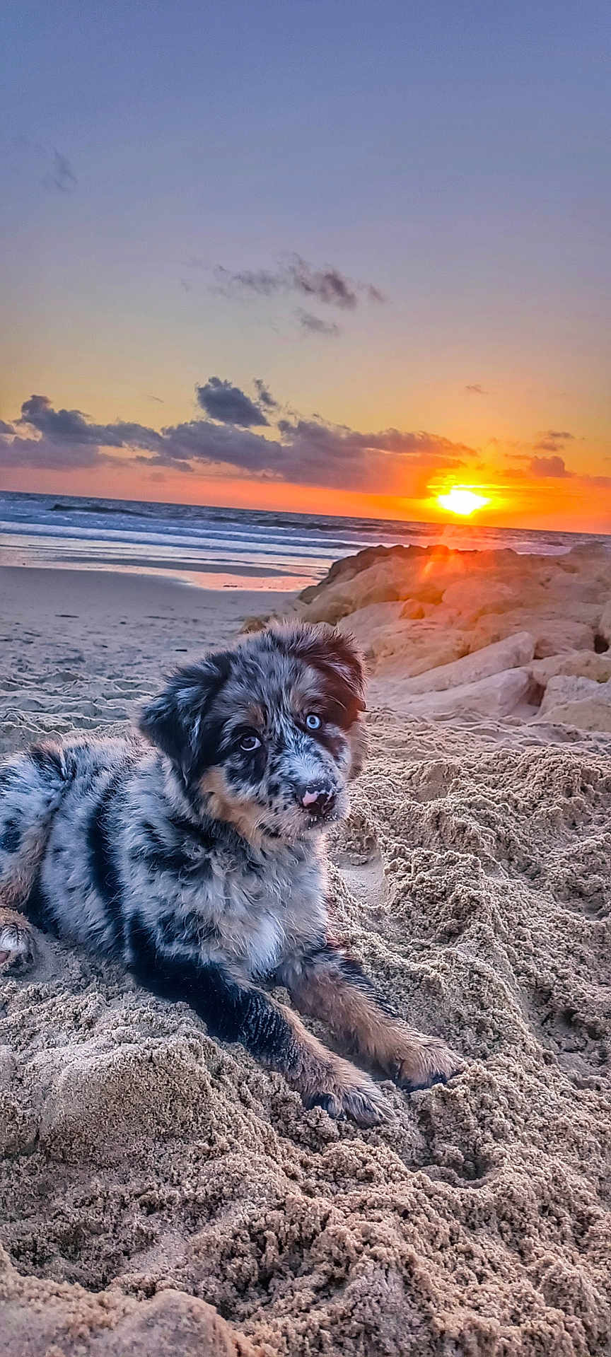 Pepita a rejoint le concours — aidez-le/la à gagner de superbes lots ! puppy, dog, beach, sand, sunset, ocean, waves, rocks, outdoor, sky, clouds, nature, animal, fur, blue_eyes, relaxing, cute, pet, landscape, sun