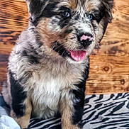 Pepita participe au concours pour gagner de l'argent avec cette photo : puppy, dog, fluffy, speckled_coat, blue_eyes, tongue_out, zebra_striped_blanket, wooden_wall, cute, pet, animal, indoor, fur, sitting, young, adorable, playful, closeup, portrait, domestic