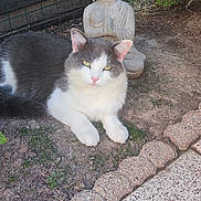 Zeus a rejoint le concours — aidez-le/la à gagner de superbes lots ! cat, animal, outdoor, statue, buddha, garden, greenery, fence, relaxing, pet, fur, whiskers, eyes, nature, peaceful, ground, sidewalk, daylight, calm, resting
