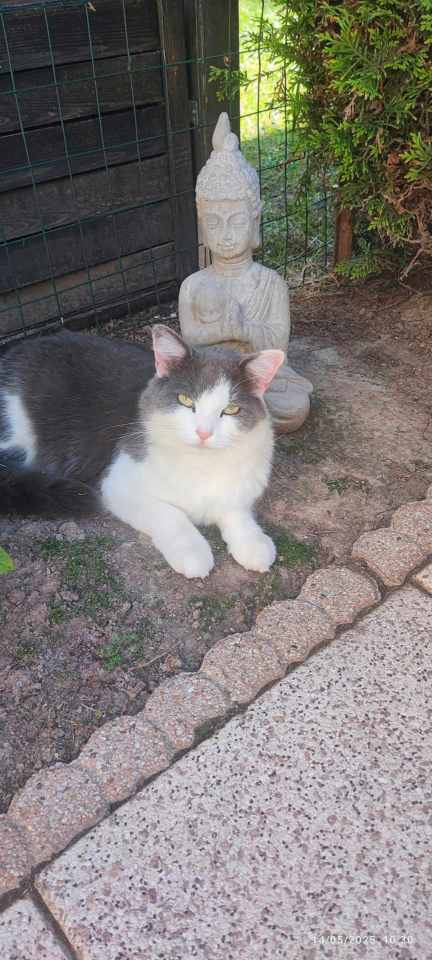 Zeus a rejoint le concours — aidez-le/la à gagner de superbes lots ! cat, animal, outdoor, statue, buddha, garden, greenery, fence, relaxing, pet, fur, whiskers, eyes, nature, peaceful, ground, sidewalk, daylight, calm, resting