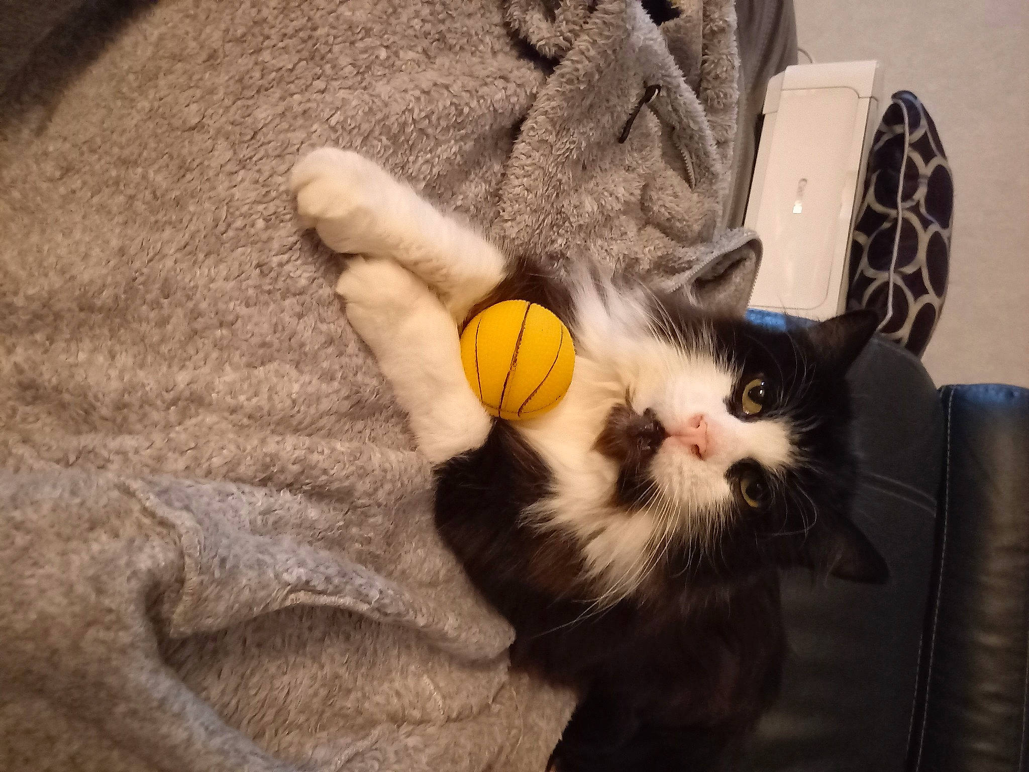 Binou a rejoint le concours — aidez-le/la à gagner de superbes lots ! bag, carnivore, cat, comfort, domestic_short_haired_cat, eye, felidae, foot, fur, gesture, grey, lap, leg, paw, small_to_medium_sized_cats, snout, tail, textile, whiskers, wood