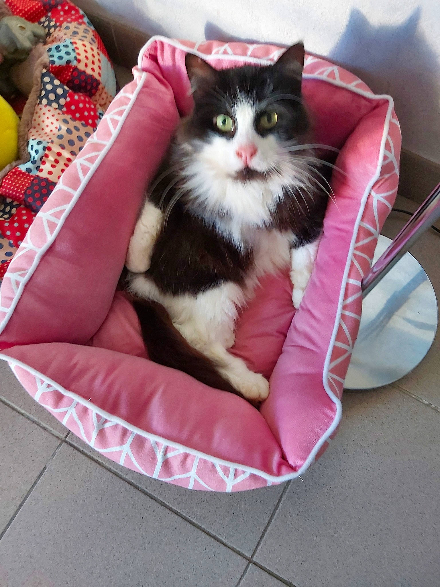 Binou a rejoint le concours — aidez-le/la à gagner de superbes lots ! carnivore, cat, cat_bed, domestic_short_haired_cat, felidae, fur, furniture, kitten, linens, maine_coon, norwegian_forest_cat, pink, quilt, ragamuffin, small_to_medium_sized_cats, tail, textile, whiskers