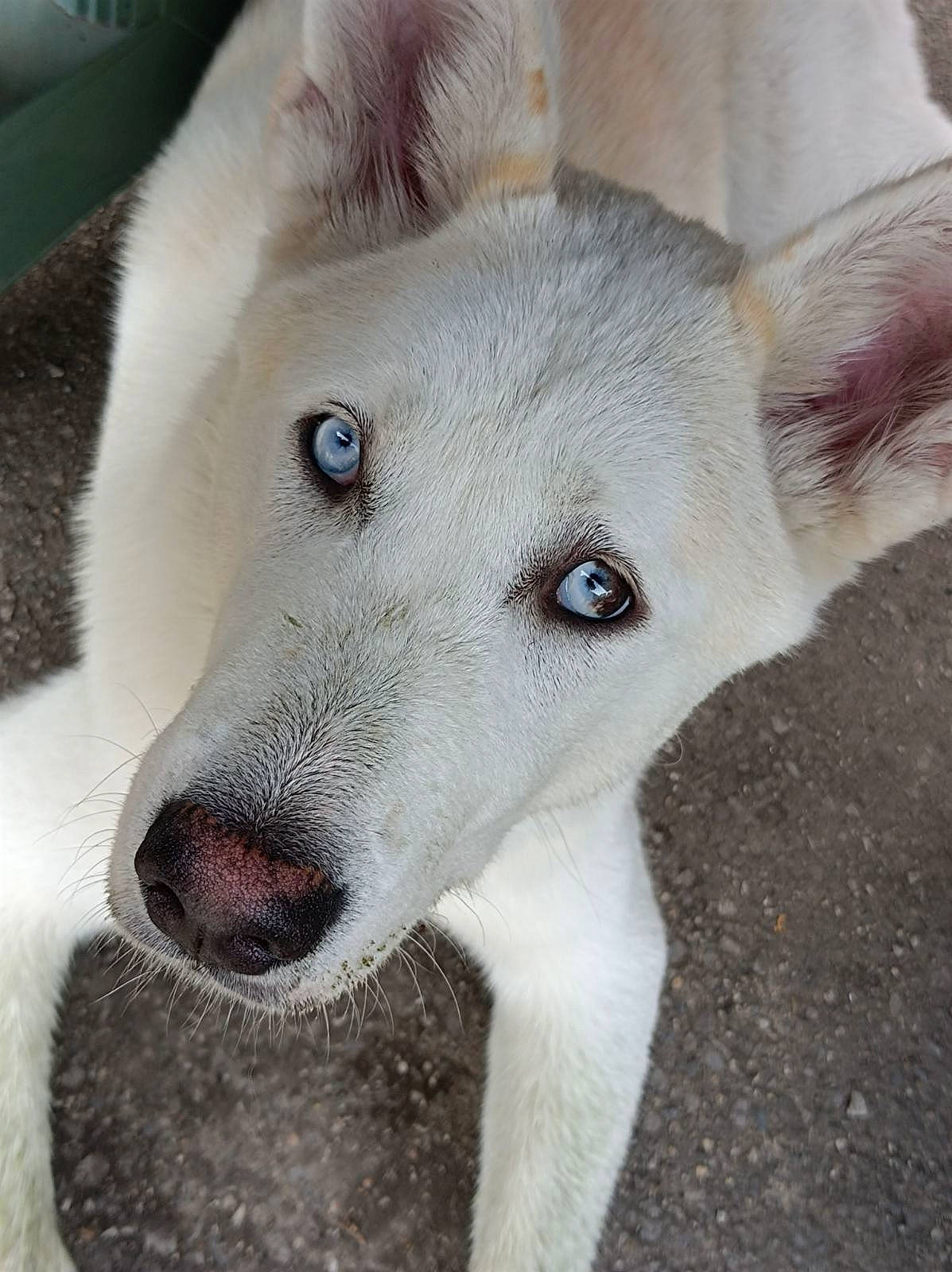 Akita a rejoint le concours — aidez-le/la à gagner de superbes lots ! ancient_dog_breeds, canidae, canis, carnivore, collar, companion_dog, dog, dog_breed, fawn, fur, no_expression, non_sporting_group, snout, sporting_group, terrestrial_animal, whiskers, working_animal, working_dog