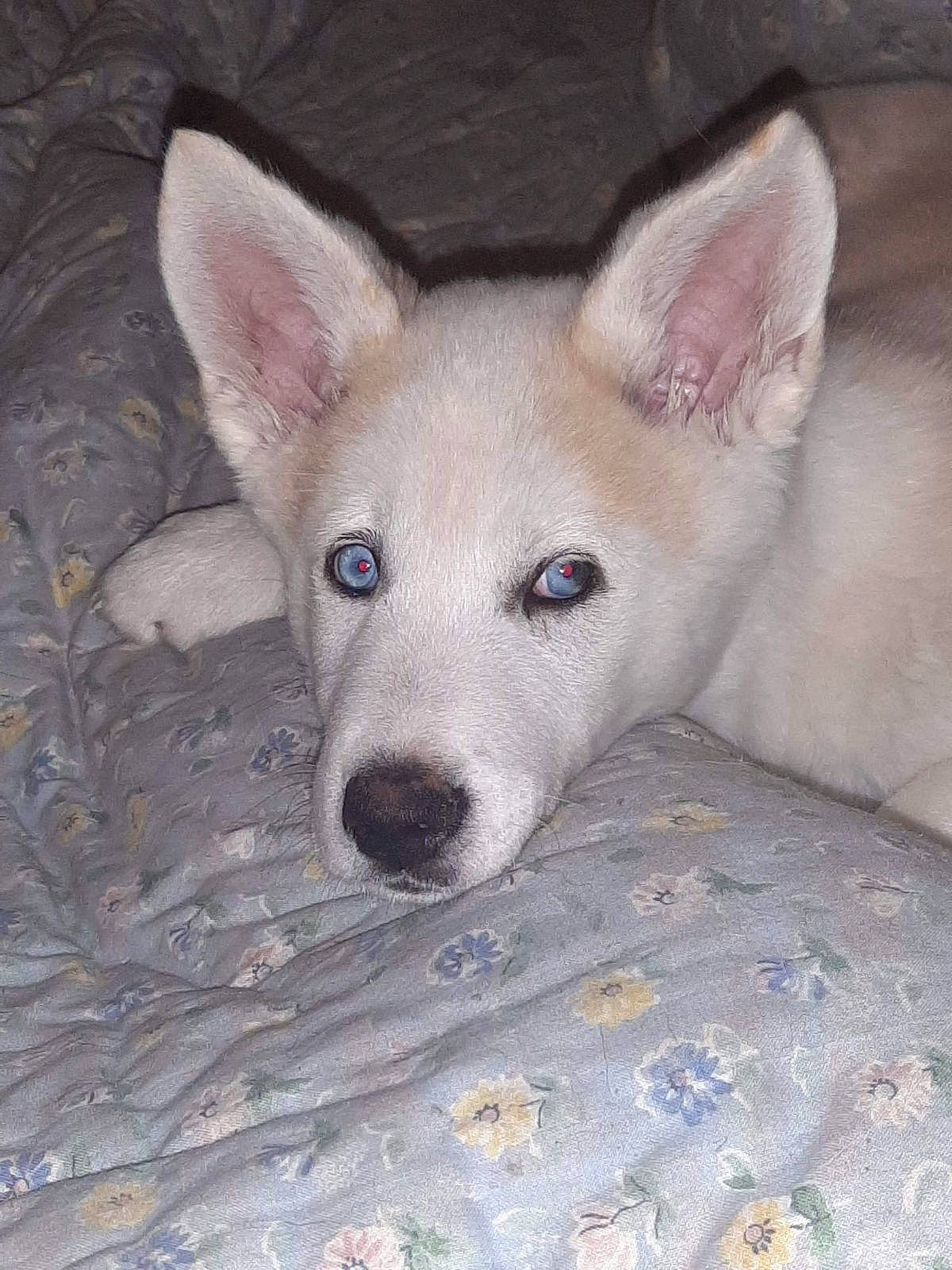 Akita participe au concours pour gagner de l'argent avec cette photo : canidae, carnivore, companion_dog, dog, dog_breed, fawn, non_sporting_group, snout, sporting_group, terrestrial_animal