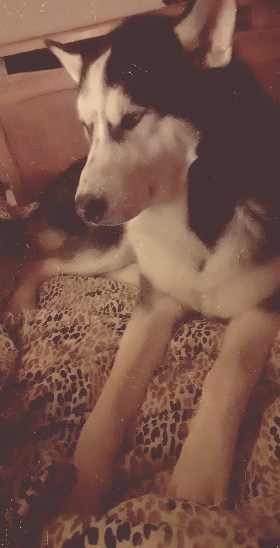 Wisky participe au concours pour gagner de l'argent avec cette photo : borzoi, carnivore, companion_dog, dog, dog_breed, fawn, flash_photography, flooring, fur, mammal, monochrome, monochrome_photography, sighthound, sled_dog, sporting_group, street_dog, style, vertebrate, whiskers, working_animal