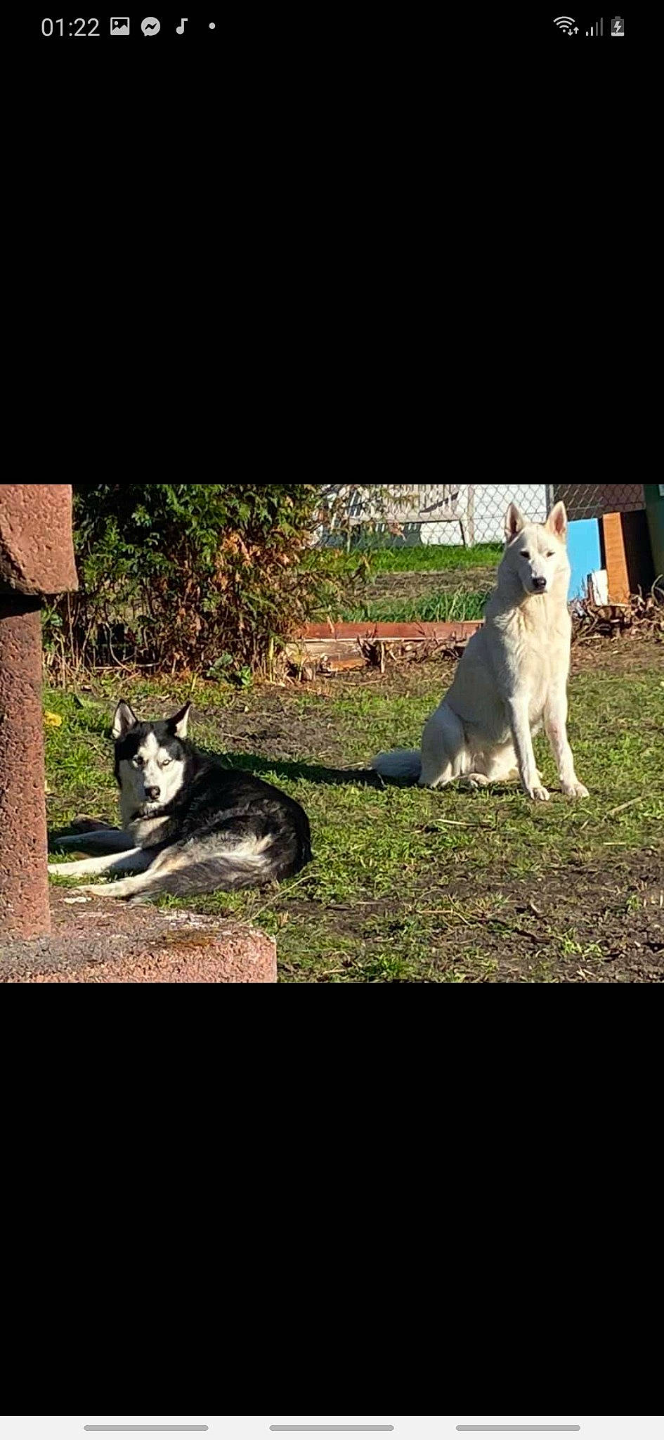 Wisky a rejoint le concours — aidez-le/la à gagner de superbes lots ! canidae, carnivore, companion_dog, dog, dog_breed, fur, grass, happy, herding_dog, mammal, plant, rectangle, shadow, sitting, small_to_medium_sized_cats, sporting_group, square, tail, tints_and_shades, tree