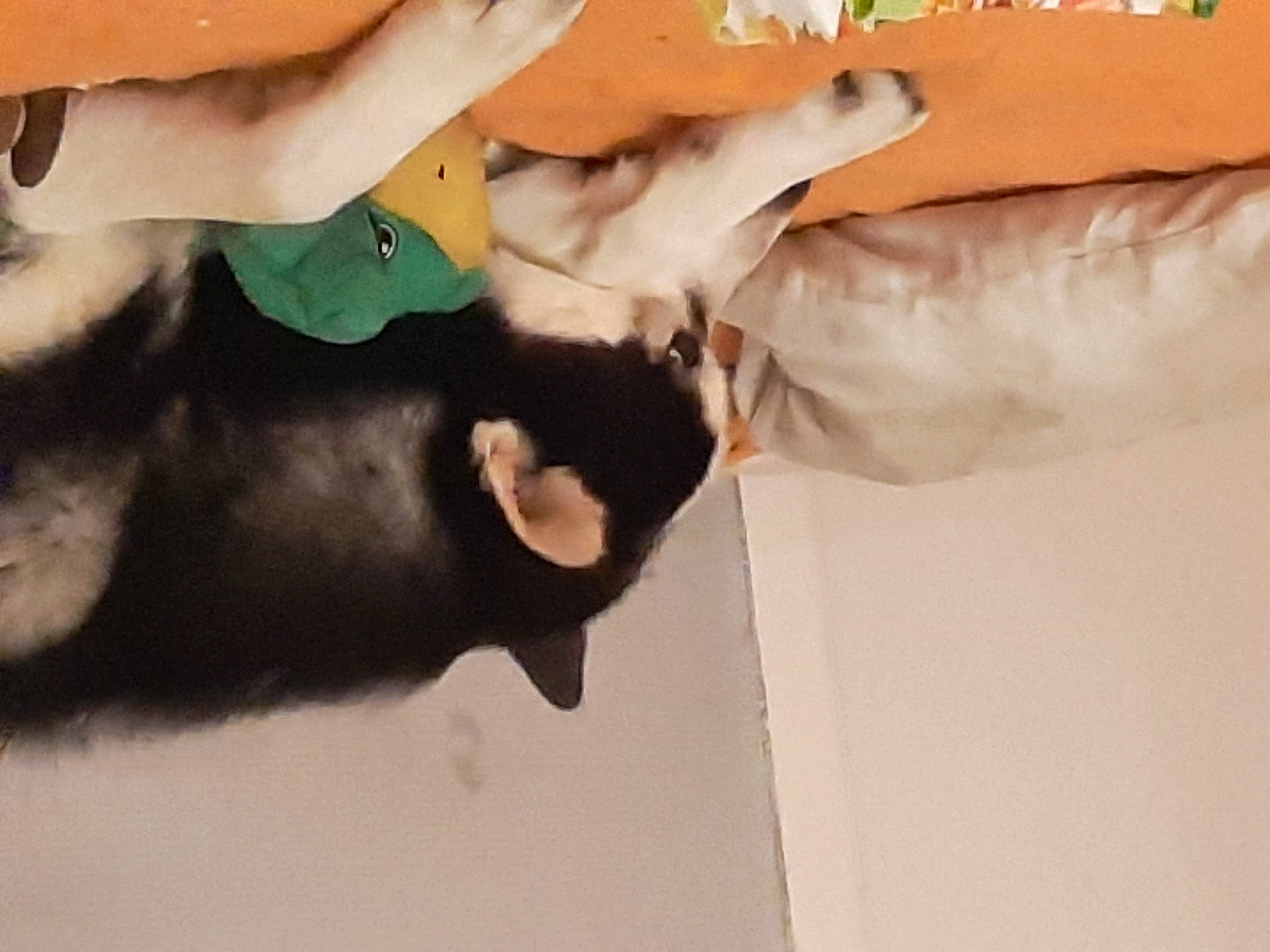 Wisky a rejoint le concours — aidez-le/la à gagner de superbes lots ! carnivore, comfort, companion_dog, dog_breed, dress, elbow, fawn, felidae, finger, fur, gesture, human_leg, leg, plant, small_to_medium_sized_cats, sporting_group, tail, thigh, tree, wrist