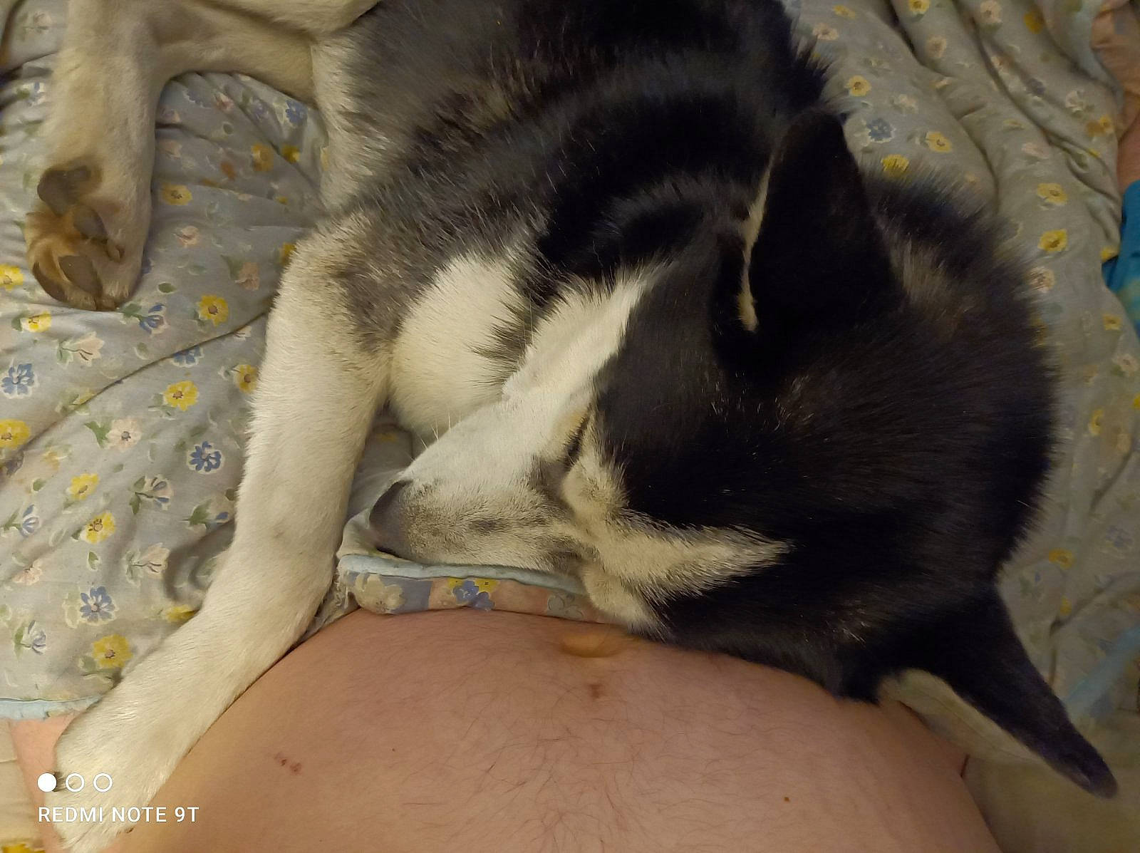 Wisky a rejoint le concours — aidez-le/la à gagner de superbes lots ! canidae, carnivore, comfort, companion_dog, dog, dog_breed, fur, nap, non_sporting_group, paw, puppy_love, sleep, snout, sporting_group, terrestrial_animal, toy_dog, vertebrate, whiskers, working_animal, working_dog