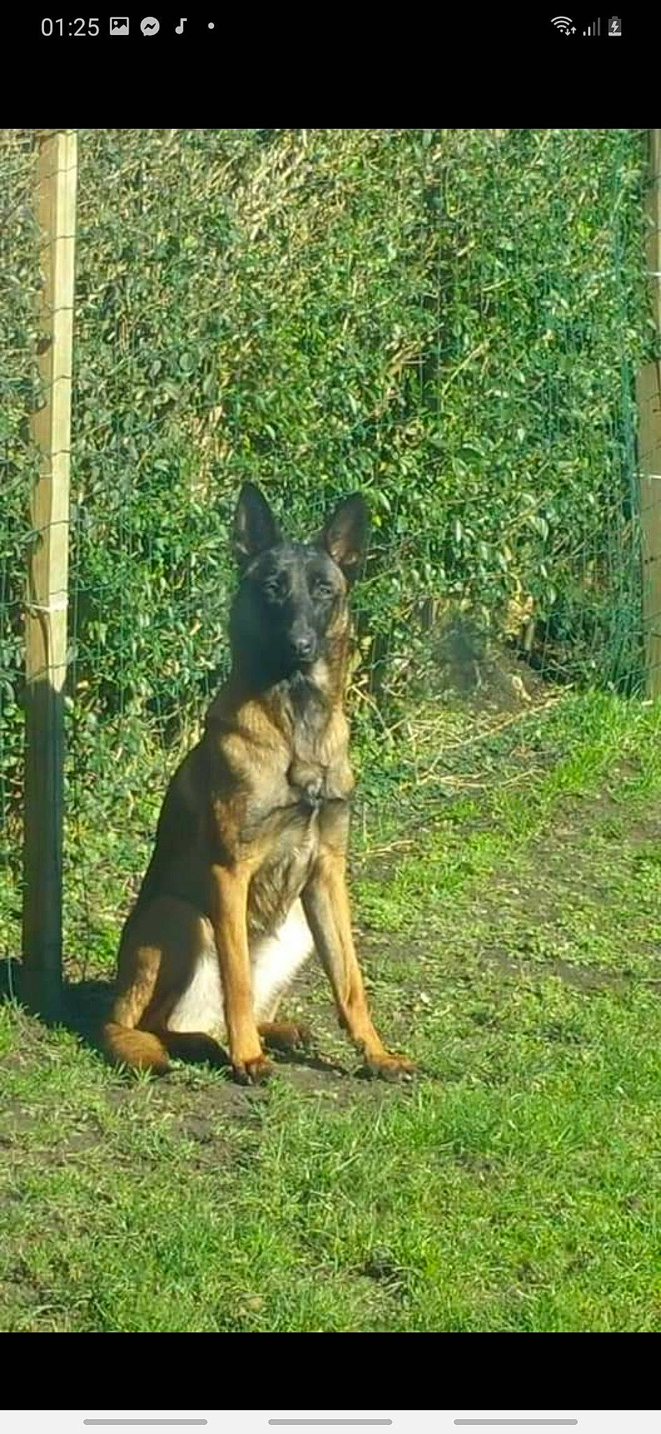 Zelda participe au concours pour gagner de l'argent avec cette photo : belgian_shepherd_malinois, canidae, canis, carnivore, dog, dog_breed, east_european_shepherd, fawn, german_shepherd_dog, grass, herding_dog, king_shepherd, law_enforcement, old_german_shepherd_dog, plant, snout, sporting_group, tail, working_animal, working_dog