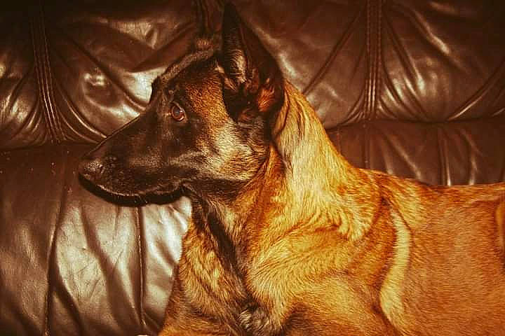 Zelda participe au concours pour gagner de l'argent avec cette photo : brown, canidae, carnivore, comfort, companion_dog, darkness, dog, dog_breed, ear, fawn, fur, guard_dog, liver, snout, sporting_group, whiskers, wood, working_animal, working_dog