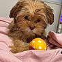 dog, puppy, toy, ball, blanket, pink, indoor, cute, pet, fur, small_dog, playful, cozy, animal, bedroom, window_blinds, closeup, young_dog, soft, resting