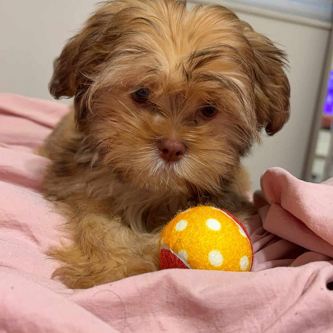 Milo is registered to the contest to win money with this photo: animal, ball, bedroom, blanket, closeup, cozy, cute, dog, fur, indoor, pet, pink, playful, puppy, resting, small_dog, soft, toy, window_blinds, young_dog