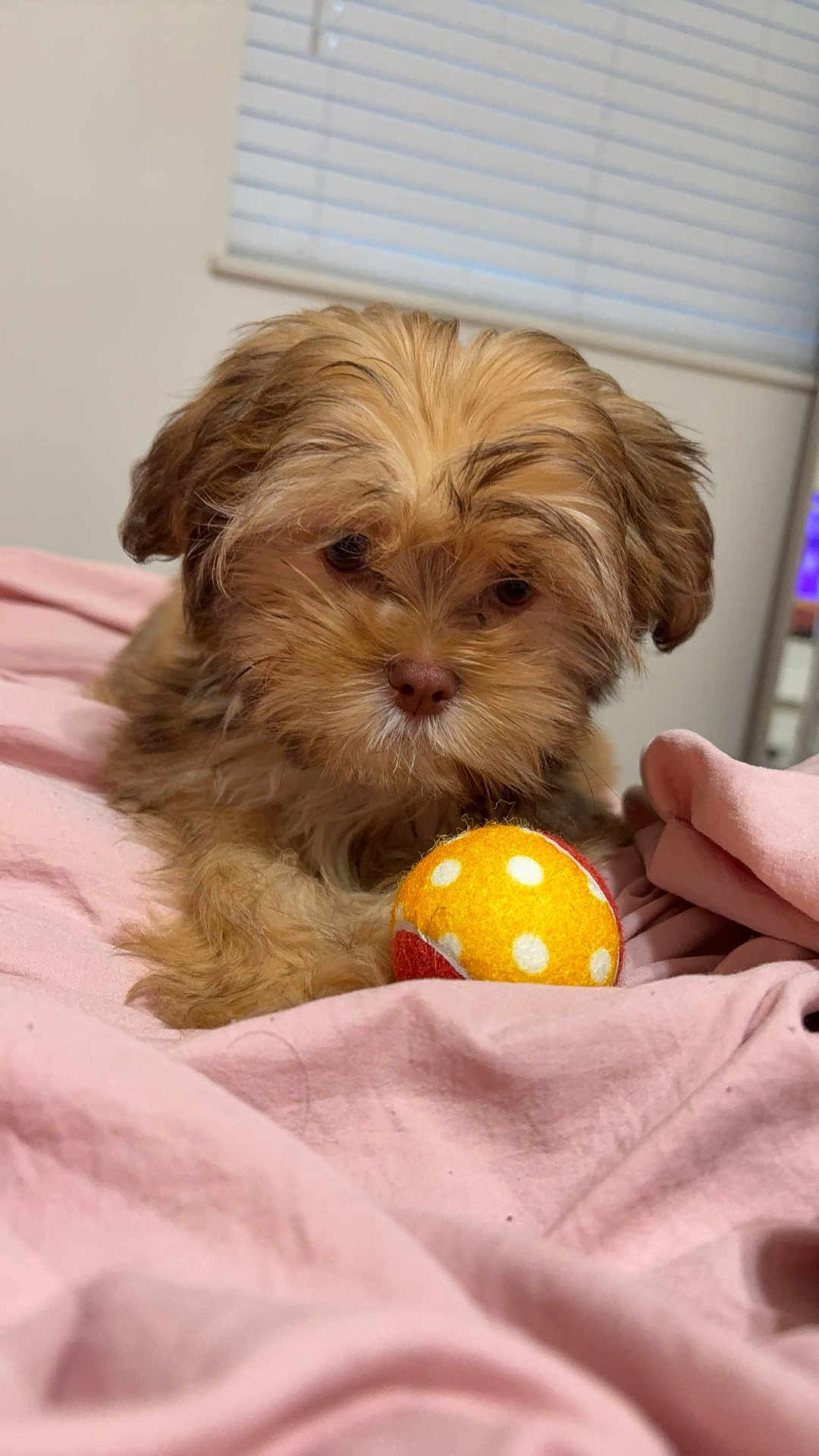Milo is registered to the contest to win money with this photo: dog, puppy, toy, ball, blanket, pink, indoor, cute, pet, fur, small_dog, playful, cozy, animal, bedroom, window_blinds, closeup, young_dog, soft, resting
