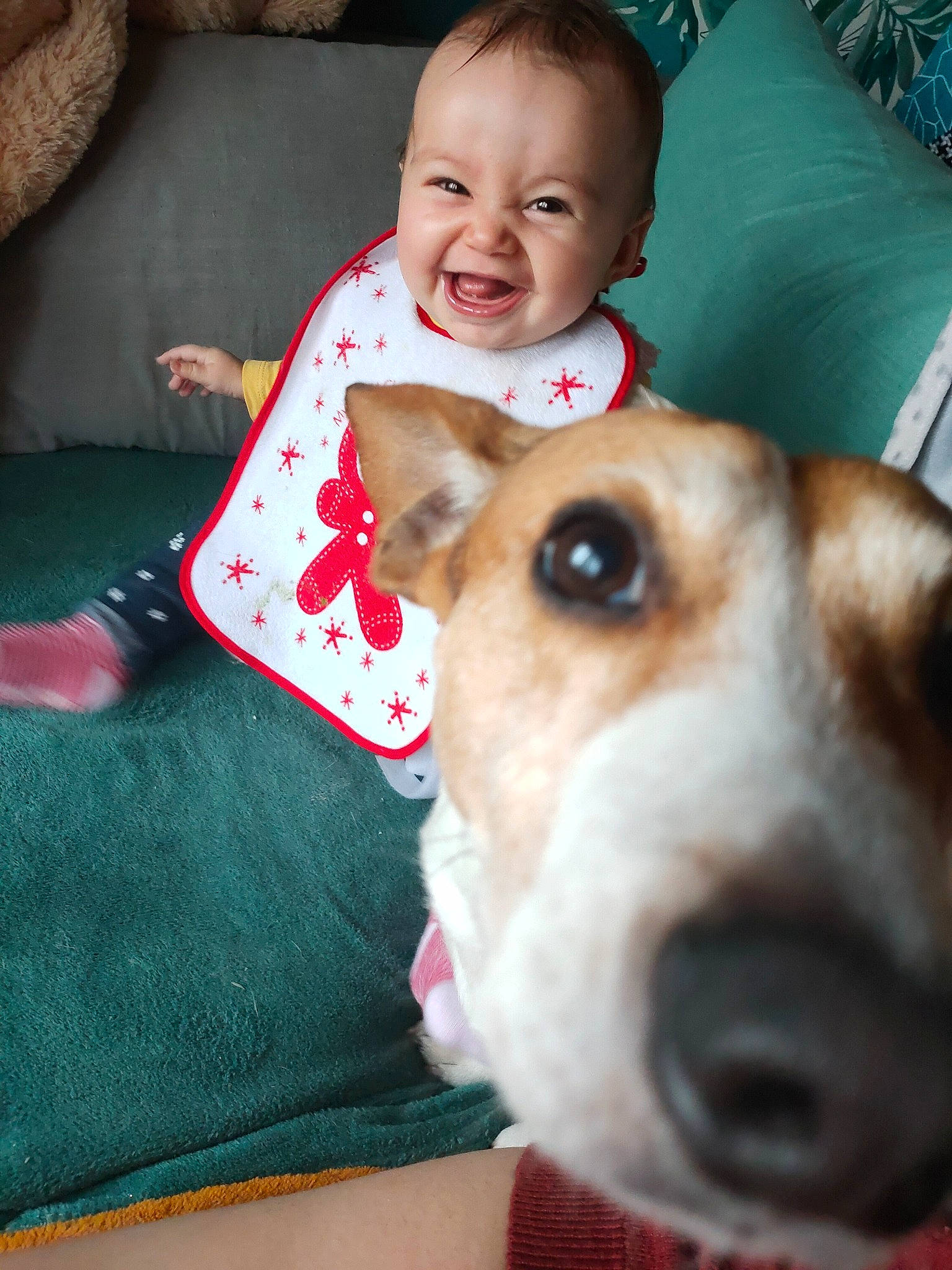 Ynes a rejoint le concours — aidez-le/la à gagner de superbes lots ! baby, baby_toddler_clothing, carnivore, child, collar, companion_dog, couch, dog, dog_collar, eye, fawn, happy, head, leash, pattern, person, smile, toddler, whiskers, white