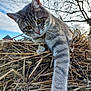 abyssinian, animal, cat, countryside, den, indoors, kitten, manx, nature, nest, outdoors, pet, siamese, soil, straw, wood