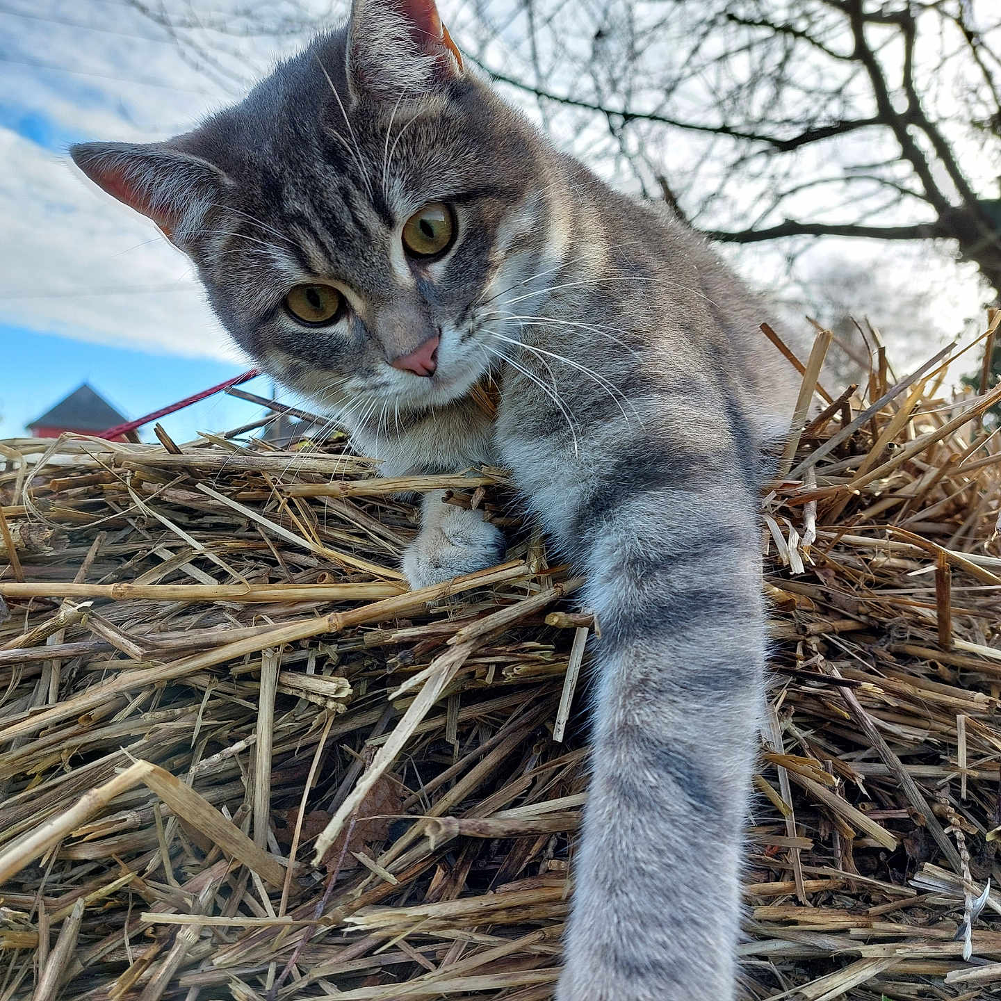 Moffi a rejoint le concours — aidez-le/la à gagner de superbes lots ! abyssinian, animal, cat, countryside, den, indoors, kitten, manx, nature, nest, outdoors, pet, siamese, soil, straw, wood