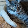 cat, gray_tabby, winking, whiskers, fluffy_blanket, cozy, resting, pet, feline, soft_texture, indoor, closeup, cute, relaxed, animal, sleepy, home, fur, comfort, nap